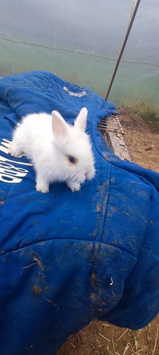 Iepurași Mini pitici Toy cap de leu