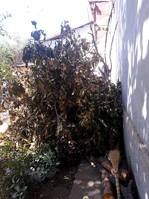 Srochna Утин сотилади яхши