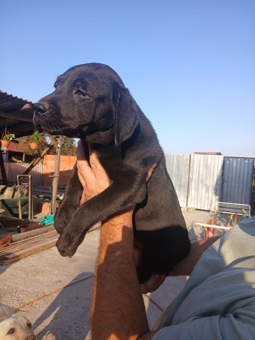 Labrador Retriever