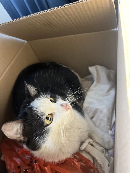 Кот ищет дом и доброго хозяина