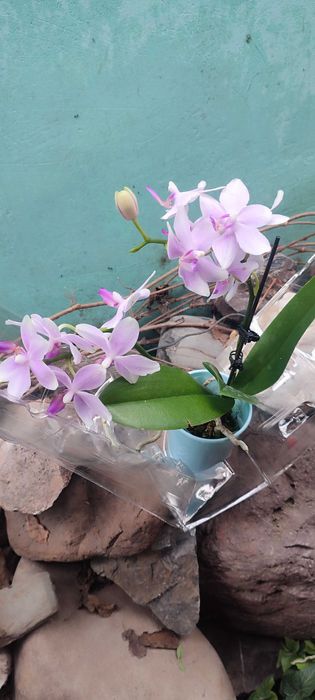 Орхидеи новые в наличии