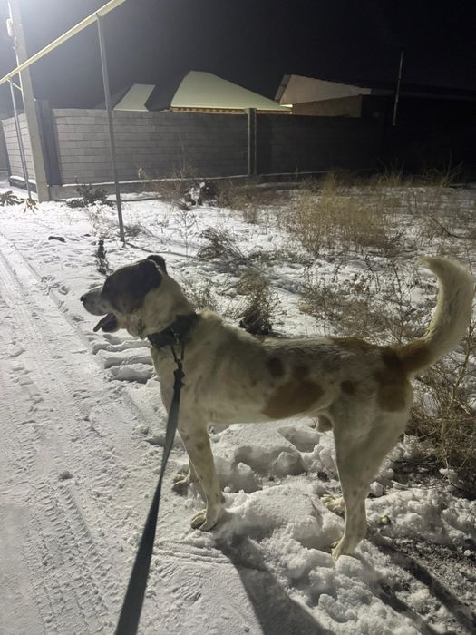 Алабай сатылады 1 жас