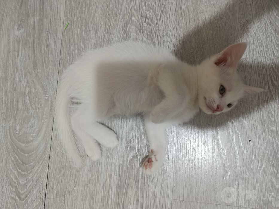 СРОЧНО Пристраивается котёнок