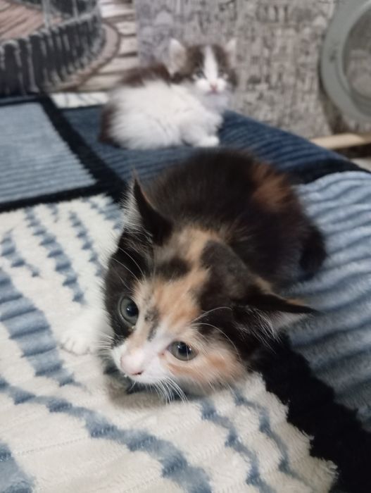 Отдам котят, бесплатно!