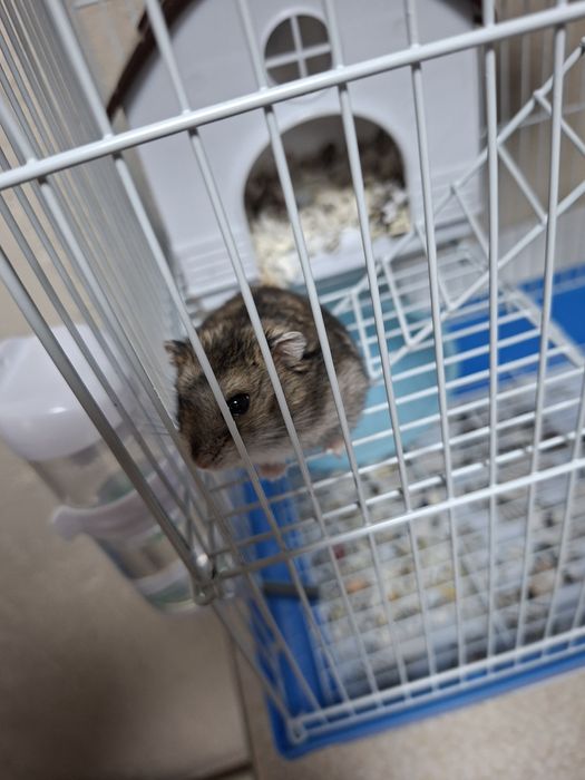 Продам хомячка Джунгарик