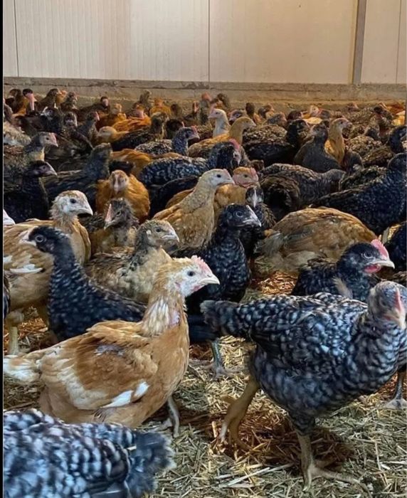 Pui porumbaci de vanzare