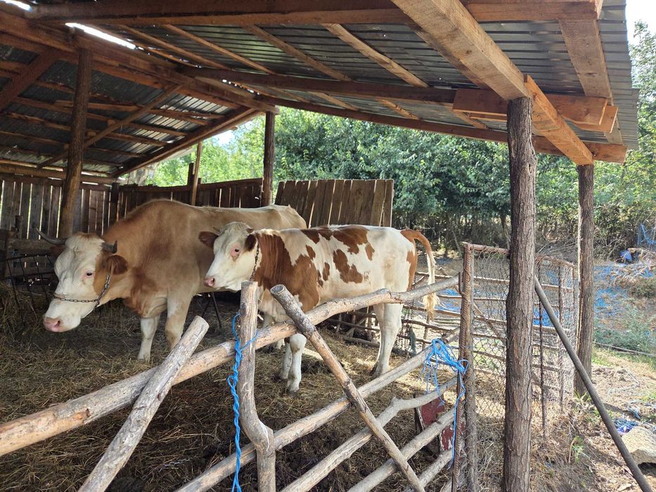 Vaca cu juninca de vanzare 15000 lei
