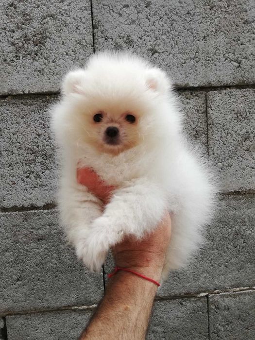 Померан мини мини