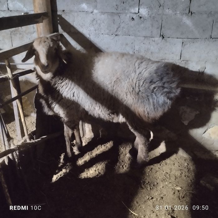 Зотдор кучкор сотилади