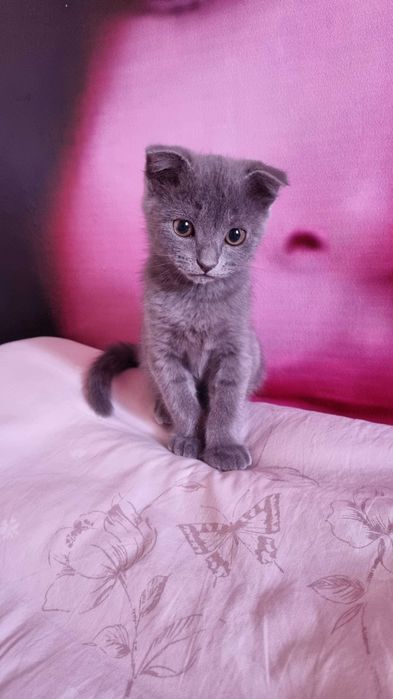 Котёнок вислоухий шотландский