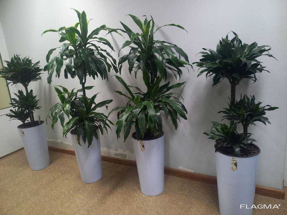 Цветочные горшки, кашпо