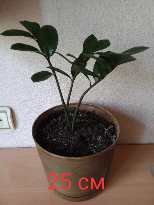 Цветок Замиокулькас