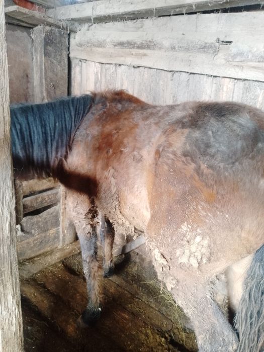 Обменяю на жерёбую.