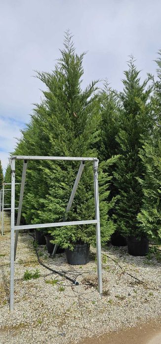 Vindem en-gross leylandii