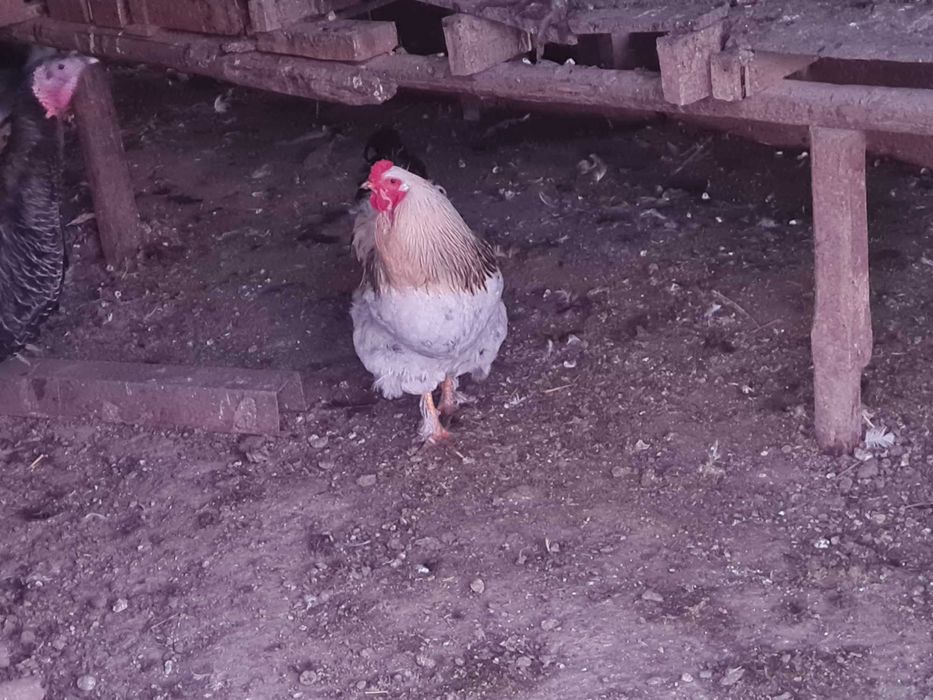 Млади петли замяна за полатки