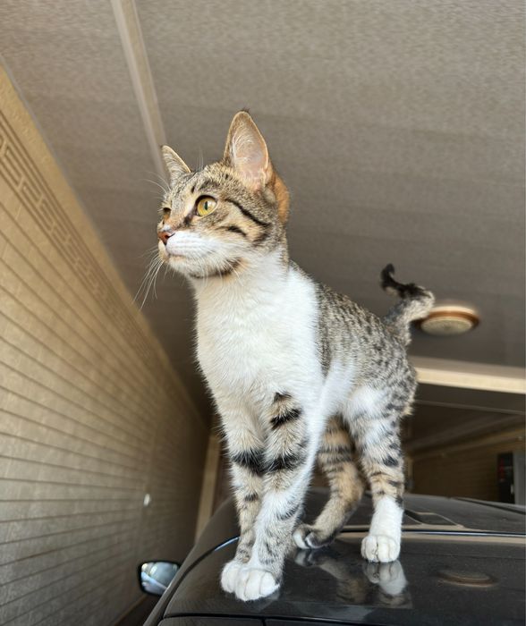 Домашная кошка девочка 6 мес