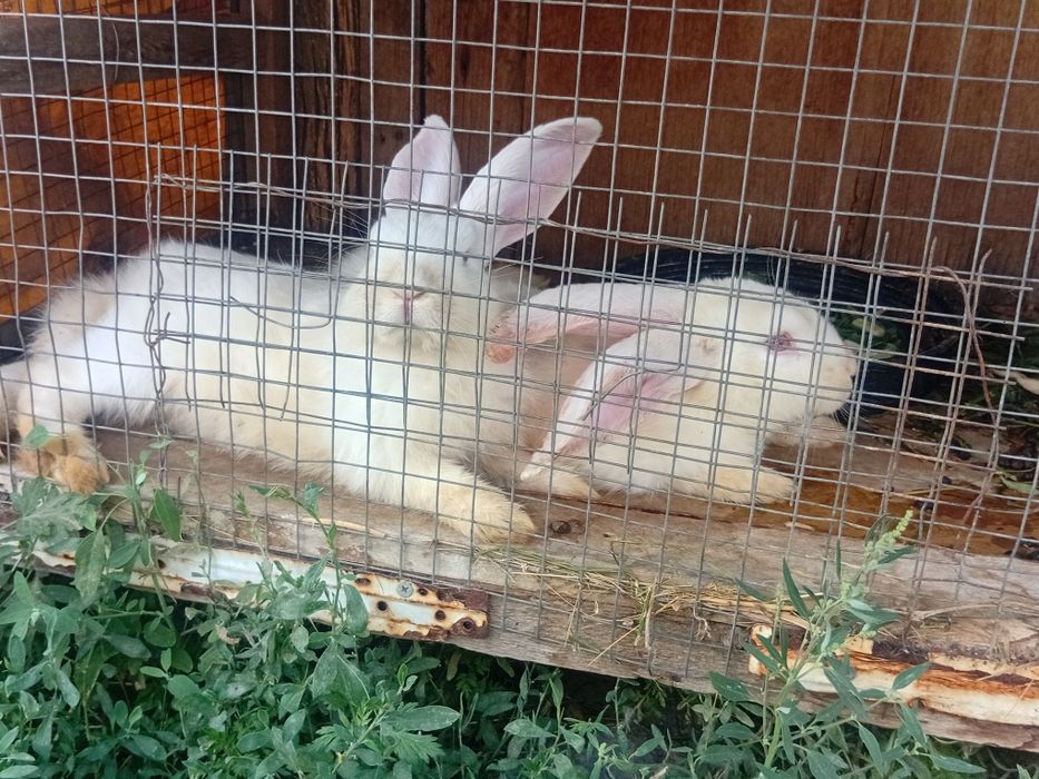Прдам королик коян сатылады
