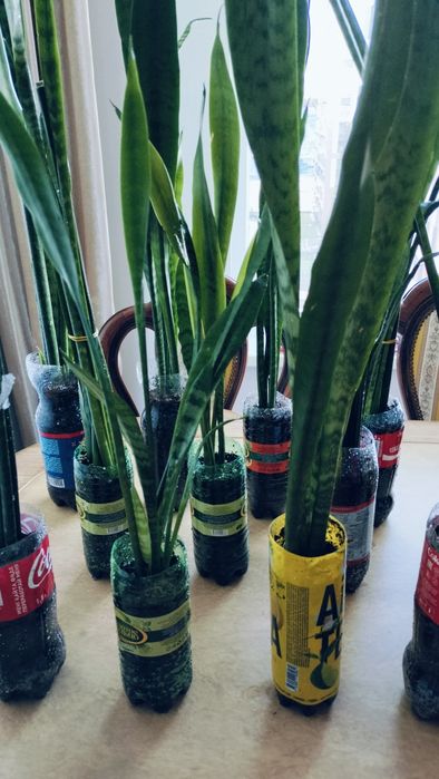 Комнатные цветы.