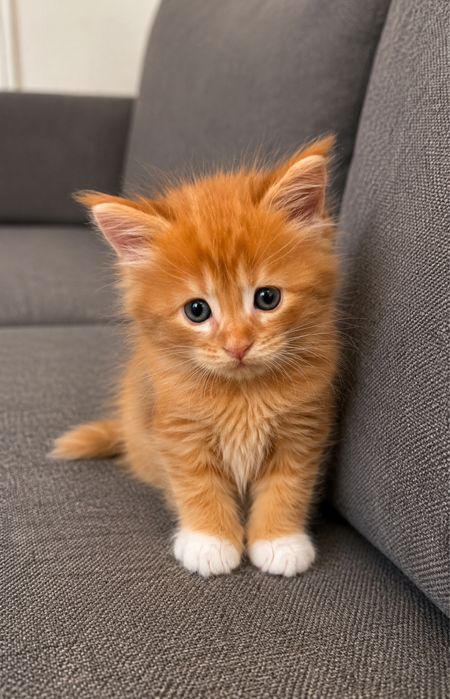 Maine coon puiuț