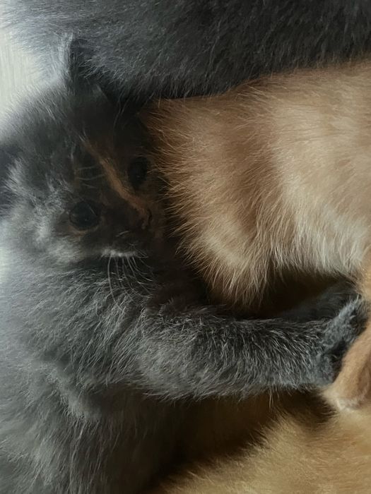 Отдам котят, даром котята