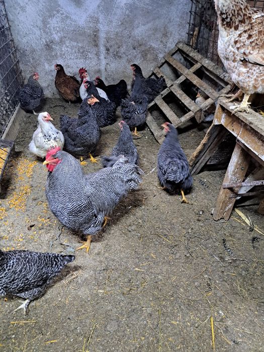 Vand patru găini și un cocoș