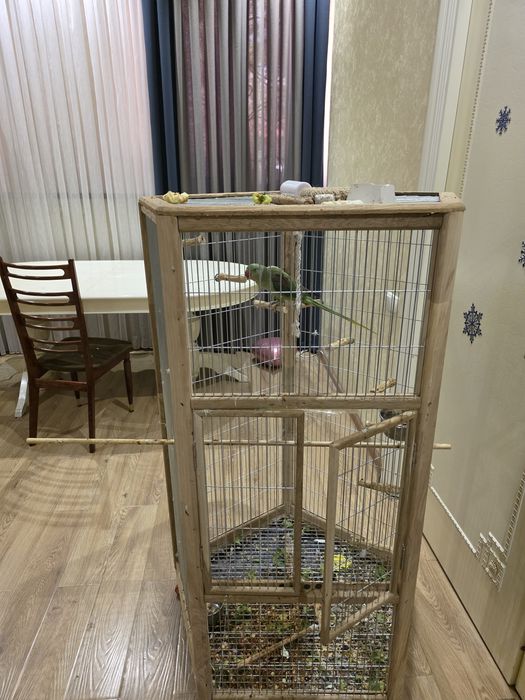 Александрийский попугай