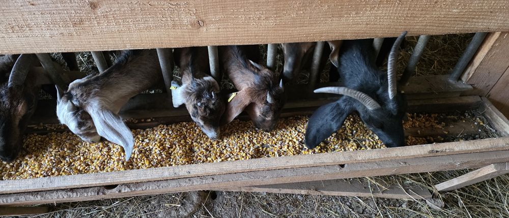 Capre anglo nubiene cu pedigree