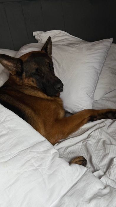 Профессиональная передержка