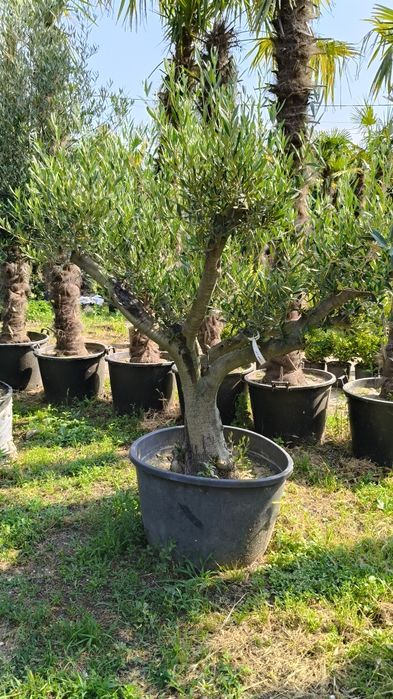 Maslini pe rod, ornamentali, seculari, bonsai rezistenti la ger