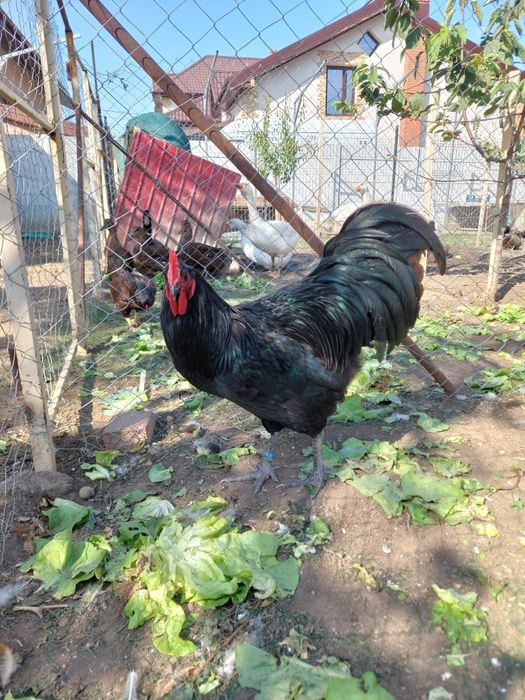 Oua de incubat,  pui de o zi,  păsări de rasă,  Brahma , Australorp,