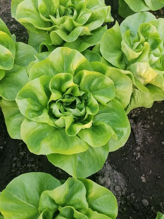 Salata verde de vanzare