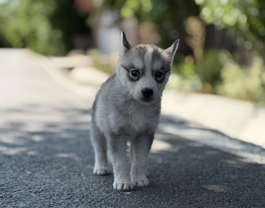 Pui femela rasa husky siberian!