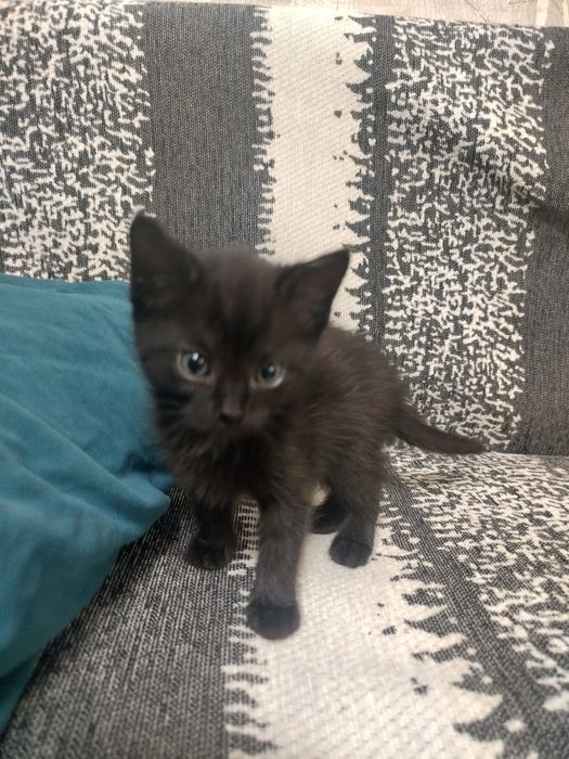 Котёнок девочка.