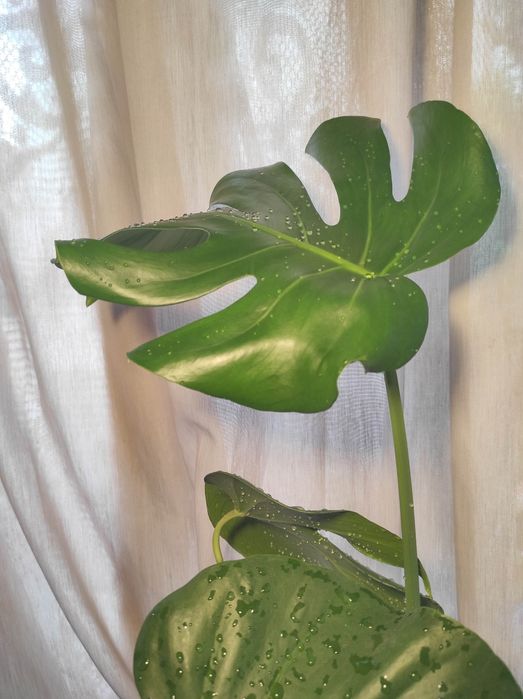 Монстера делисиоса