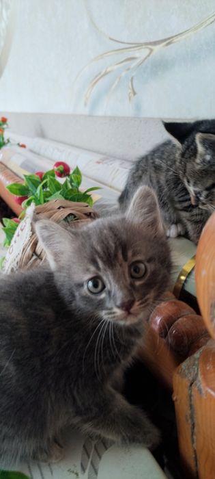 Mushuk bollari kimga kerak ue mushugi soglom va tozza xadiy qilaman