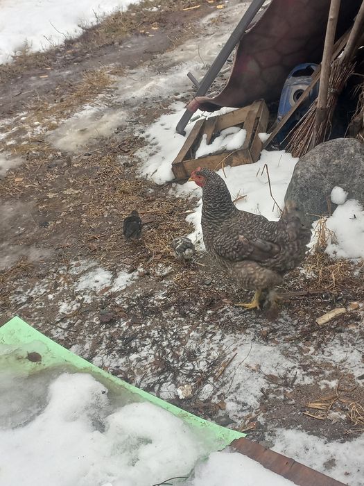 Жерлік тауыктар сатылады