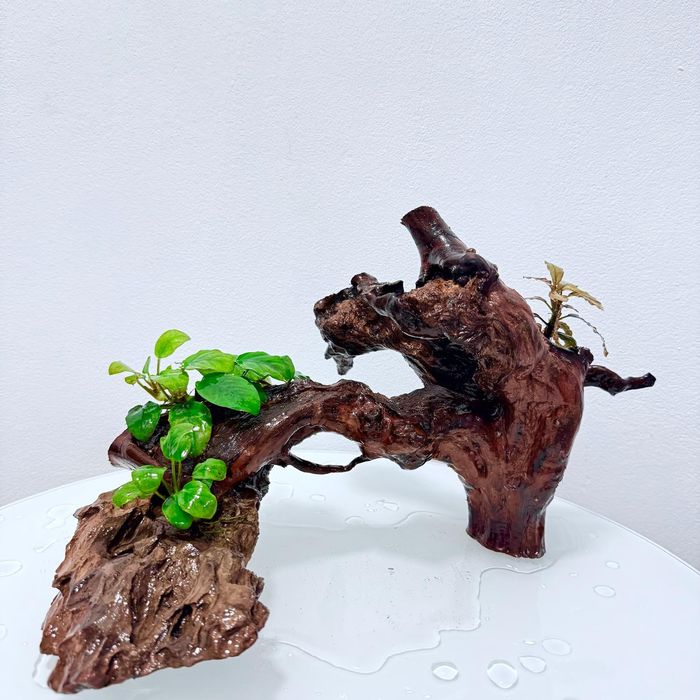 Decoruri acvariu – Dragon Stone, Red Moor, plante premium