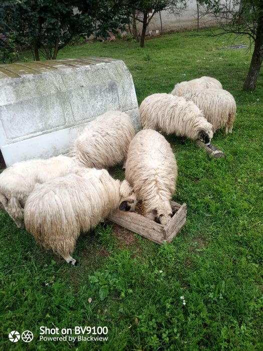 Vând 6miele și un berbec