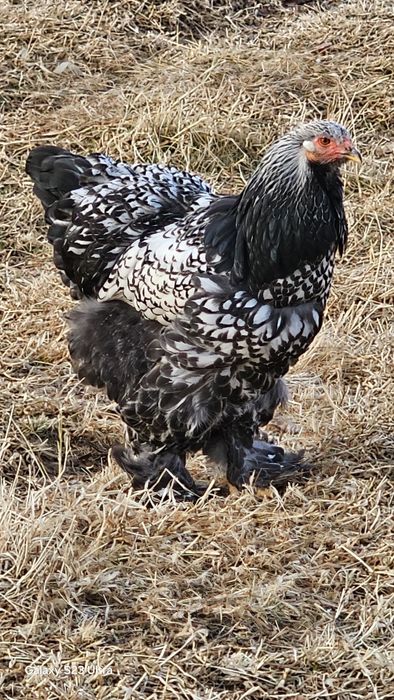 Продаются чистокровные петухи