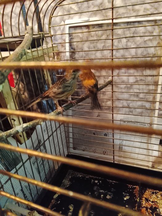 Продаю канарейк самок