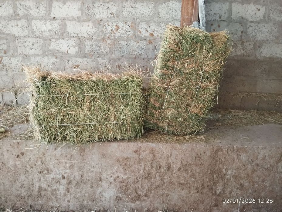 Беда сотилади  .