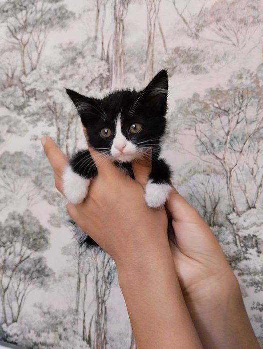 Биколорная покладистая кошечка , стерилизованная  в добрые руки