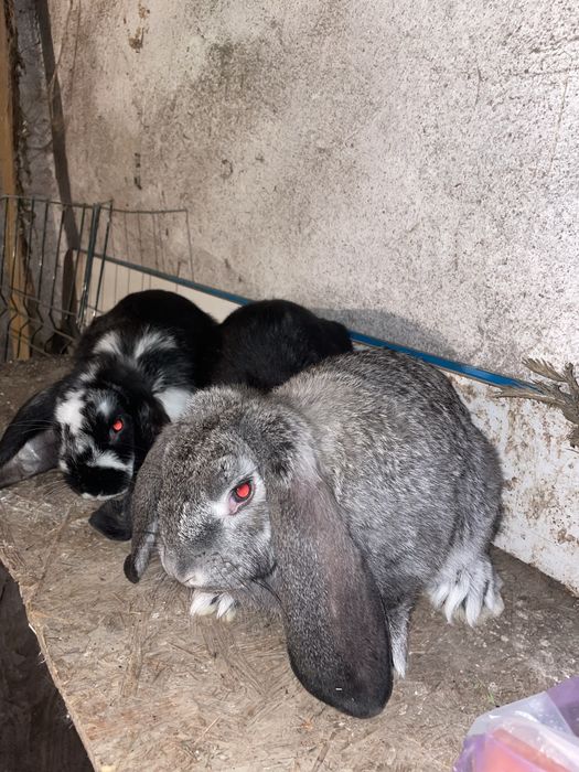 Iepuri  Berbec German