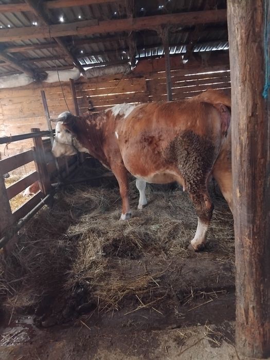 Vacă bălțată de vânzare gata de fătare