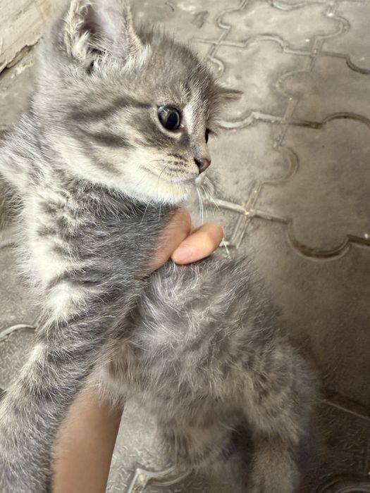 Отдам бесплатно котят