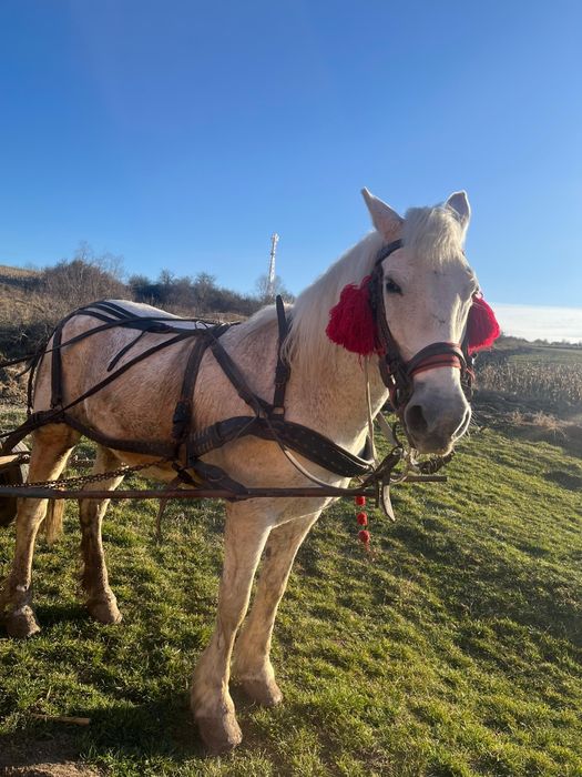 Vând iapă sură  foarte cuminte merge la caruță la călărit