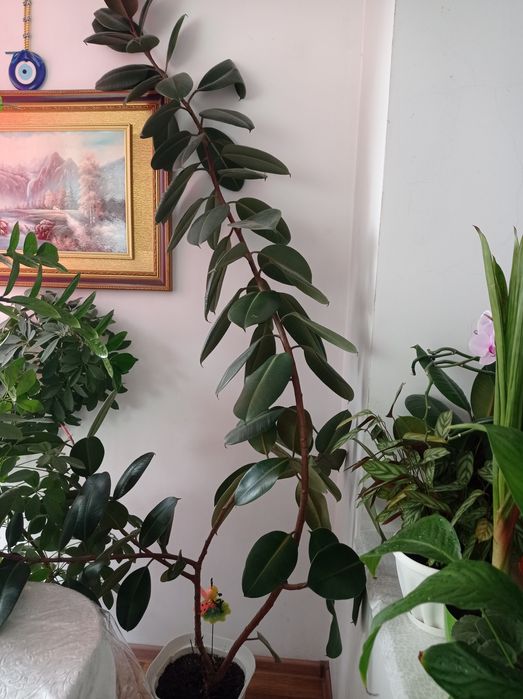 СРОЧНО ПРОДАМ дерево фикус 20000