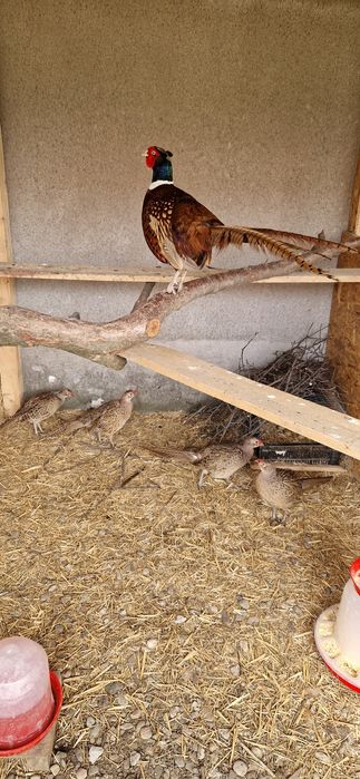 Familie de 1 mascul si 3 femele de comun de vanzare