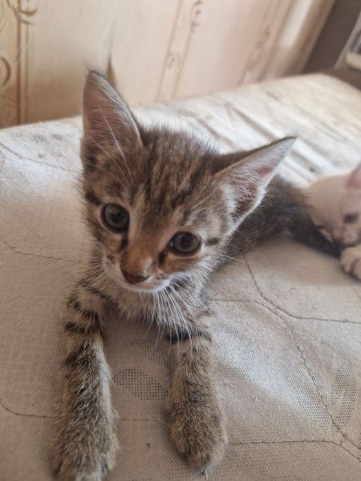 Отдам котят в добрые руки