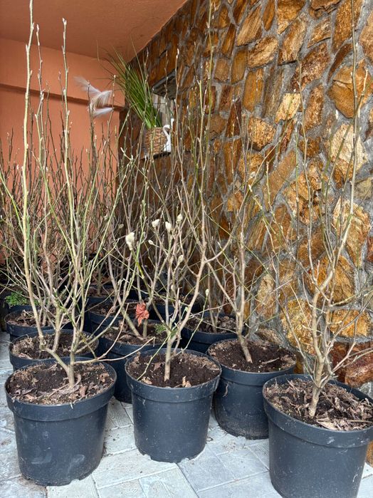 Vând magnolii stellata roze